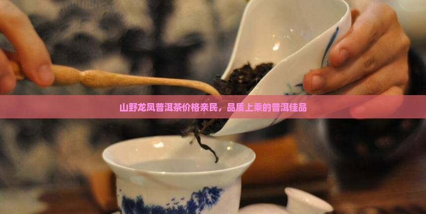 山野龙凤普洱茶价格亲民,品质上乘的普洱佳品 山野龙凤普洱茶价格亲民,品质上乘的普洱佳品