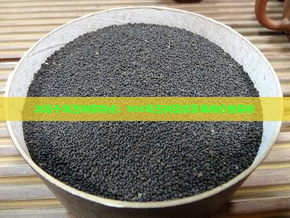 冰岛千年古树茶特点：900年古树现状及单株价格解析