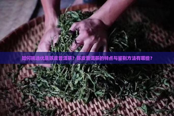 如何挑选优质陈皮普洱茶？陈皮普洱茶的特点与鉴别方法有哪些？