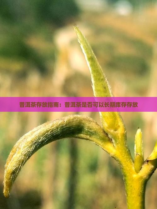 普洱茶存放指南：普洱茶是否可以长期库存存放