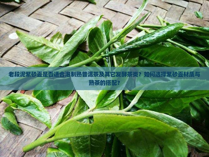 老段泥紫砂壶是否适合泡制熟普洱茶及其它发酵茶类？如何选择紫砂壶材质与熟茶的搭配？