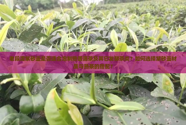 老段泥紫砂壶是否适合泡制熟普洱茶及其它发酵茶类？如何选择紫砂壶材质与熟茶的搭配？