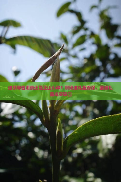 送领导普洱茶还是正山小种？职场送礼套路深，国潮礼品成突破口