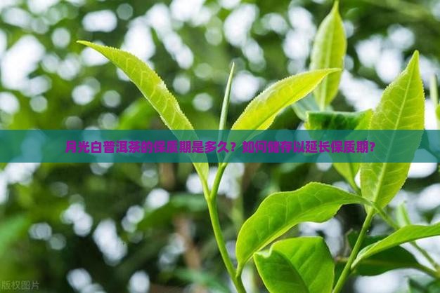 月光白普洱茶的保质期是多久？如何储存以延长保质期？