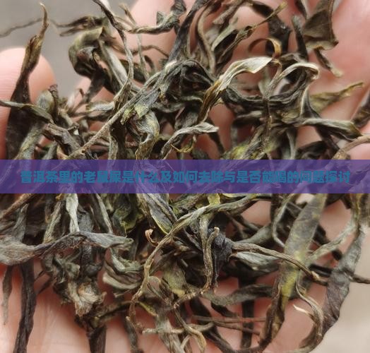 普洱茶里的老鼠屎是什么及如何去除与是否能喝的问题探讨