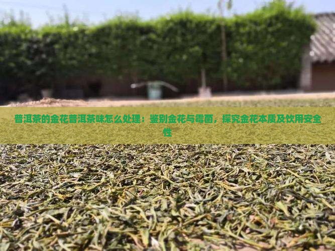 普洱茶的金花普洱茶味怎么处理：鉴别金花与霉菌，探究金花本质及饮用安全性