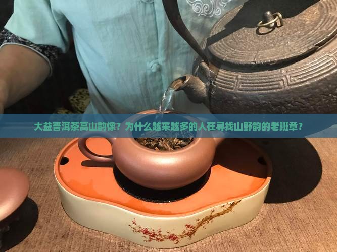 大益普洱茶高山韵像？为什么越来越多的人在寻找山野韵的老班章？