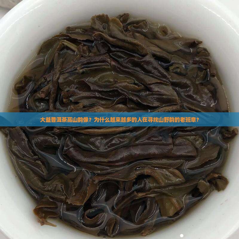大益普洱茶高山韵像？为什么越来越多的人在寻找山野韵的老班章？