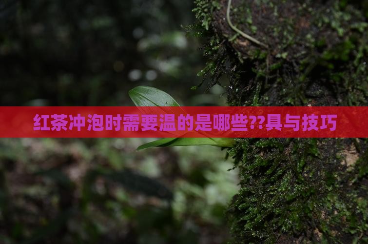 红茶冲泡时需要温的是哪些??具与技巧