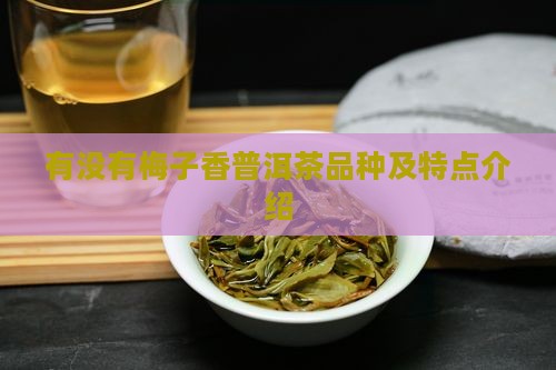有没有梅子香普洱茶品种及特点介绍