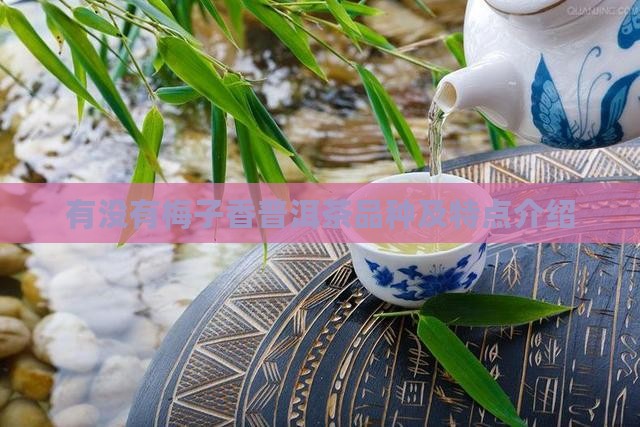 有没有梅子香普洱茶品种及特点介绍