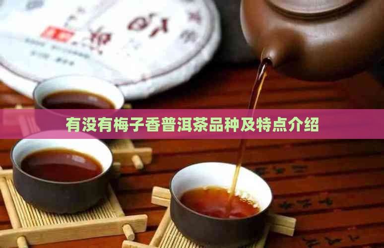 有没有梅子香普洱茶品种及特点介绍
