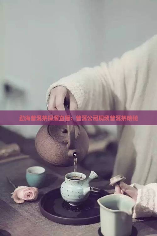 勐海普洱茶探源直播：普洱公司现场普洱茶精髓