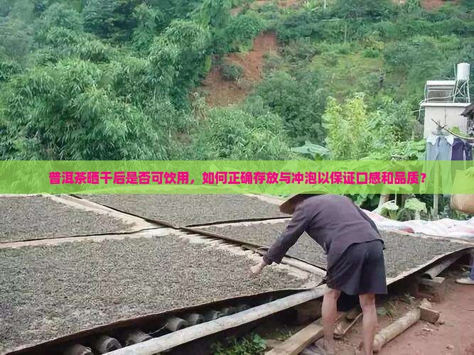 普洱茶晒干后是否可饮用，如何正确存放与冲泡以保证口感和品质？