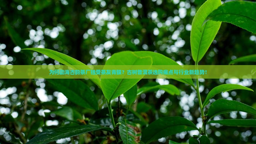 为何勐海古韵茶厂独受茶友青睐？古树普洱茶选购痛点与行业新趋势！