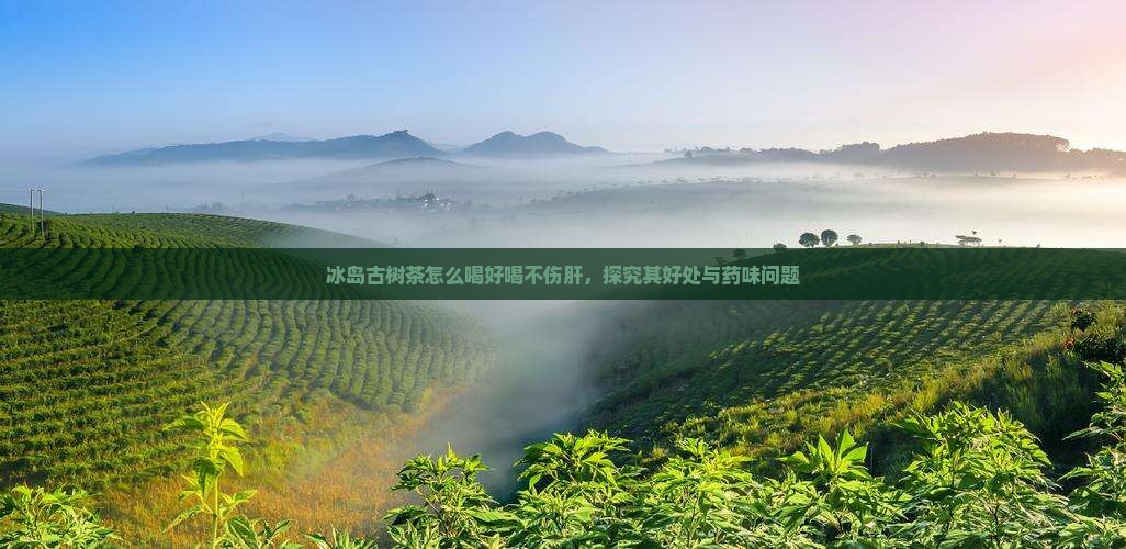 冰岛古树茶怎么喝好喝不伤肝，探究其好处与药味问题