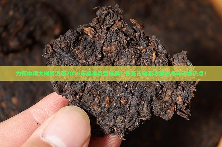 为何中粮大树普洱茶2016年版本备受推崇？探究古树茶收藏痛点与市场热点！