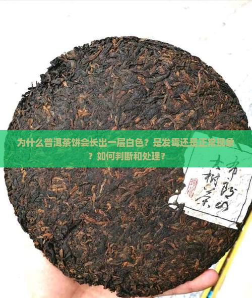 为什么普洱茶饼会长出一层白色？是发霉还是正常现象？如何判断和处理？