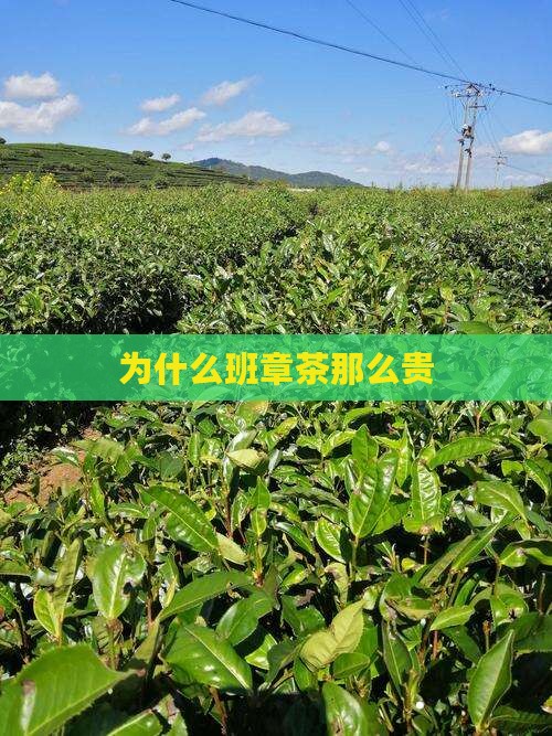为什么班章茶那么贵