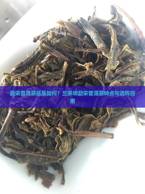 勐宋普洱茶品质如何？兰茶坊勐宋普洱茶特点与选购指南