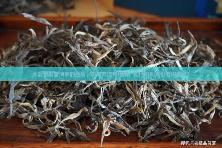 大器老树普洱茶的品质、功效与选购指南，如何辨别真假老树普洱？