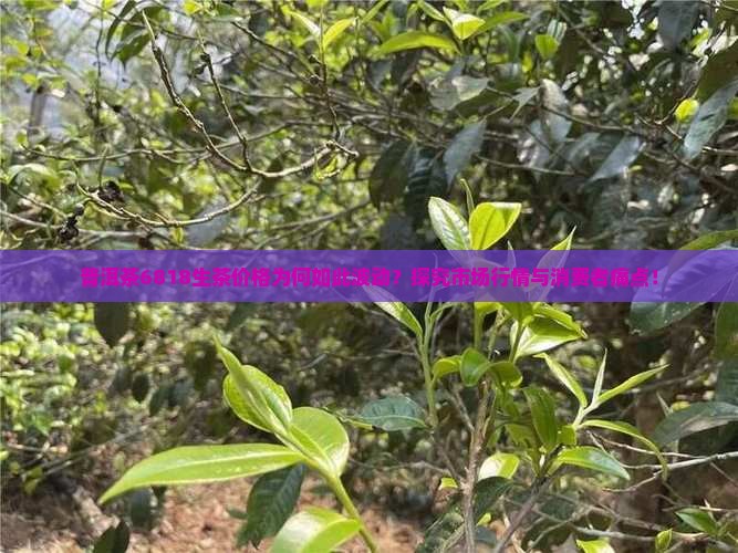 普洱茶6818生茶价格为何如此波动？探究市场行情与消费者痛点！