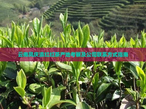 云南凤庆滇红红茶产地考察及公司联系方式指南