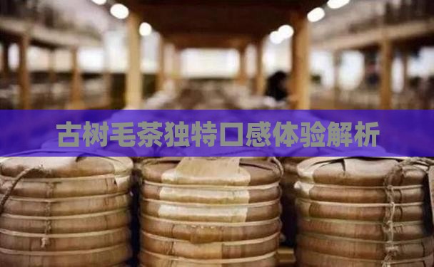 古树毛茶独特口感体验解析