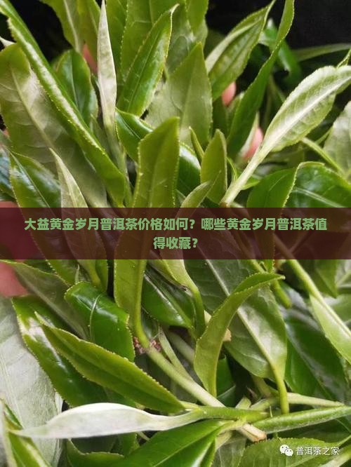 大益黄金岁月普洱茶价格如何？哪些黄金岁月普洱茶值得收藏？