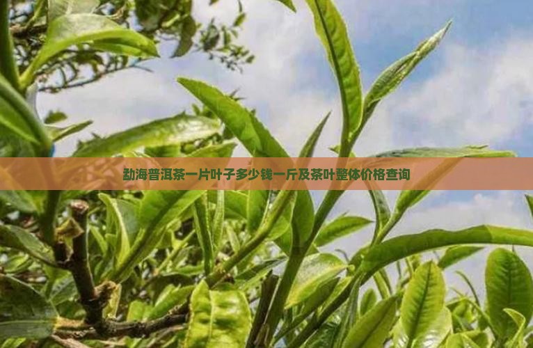 勐海普洱茶一片叶子多少钱一斤及茶叶整体价格查询