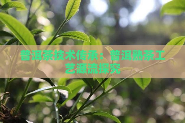 普洱茶技术传承：普洱熟茶工艺源流探究
