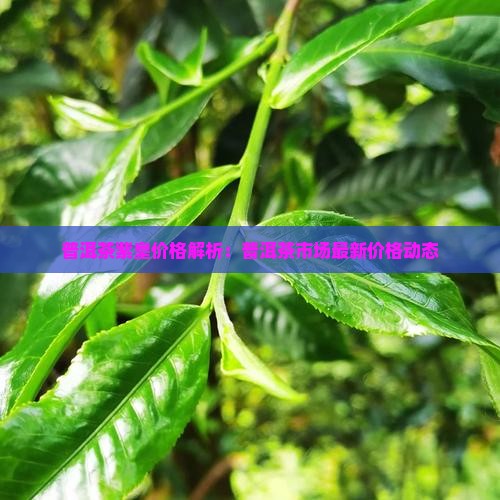 普洱茶紫皇价格解析：普洱茶市场最新价格动态