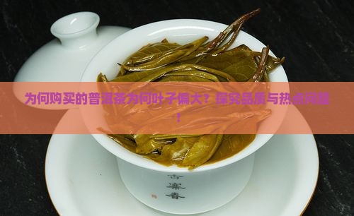 为何购买的普洱茶为何叶子偏大？探究品质与热点问题！