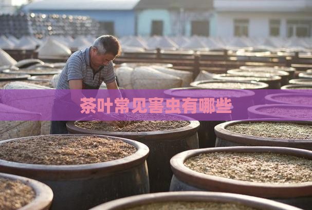 茶叶常见害虫有哪些