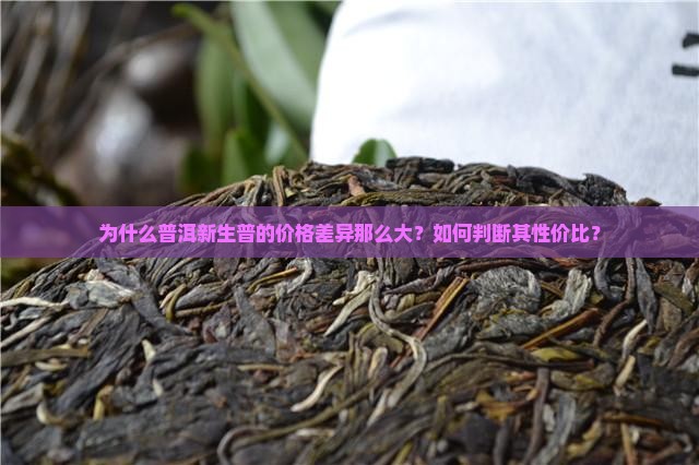 为什么普洱新生普的价格差异那么大？如何判断其性价比？