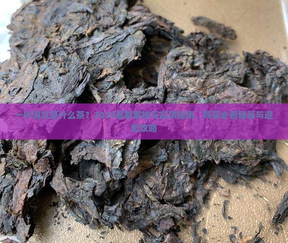 一叶滇红是什么茶