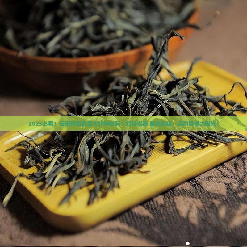 云南普洱茶是大叶种的吗