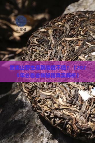 武夷山野生茶介绍 武夷山野生茶介绍