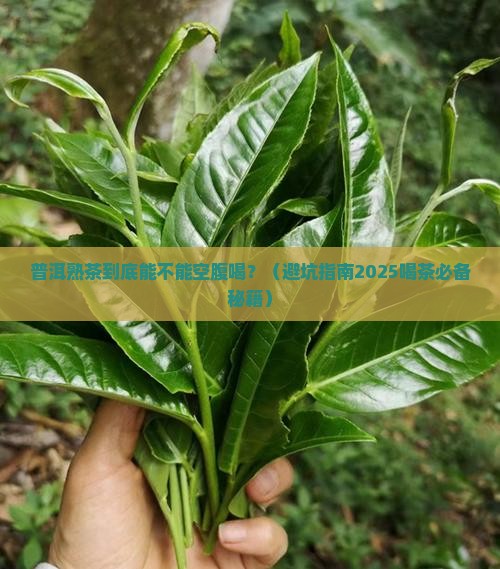 普洱熟茶空腹喝对身体有害吗