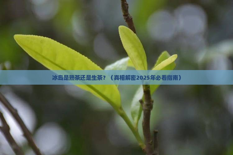 冰岛属熟茶还是生茶