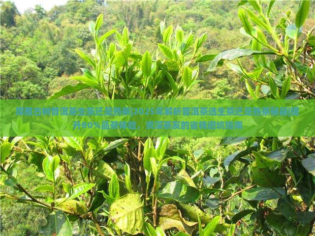 厚雅古树普洱茶生茶还是熟茶