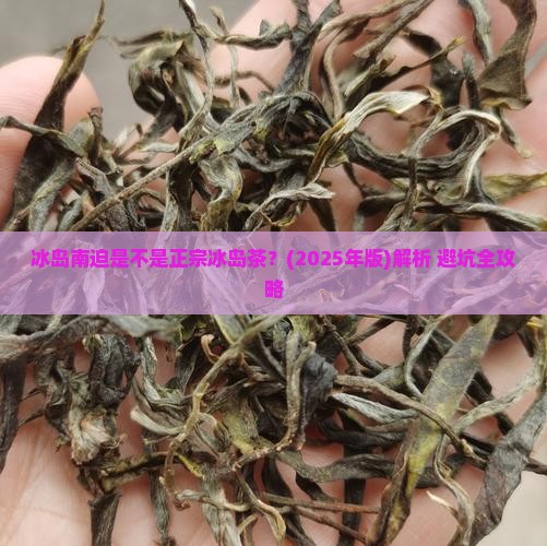 冰岛南迫是不是正宗冰岛茶
