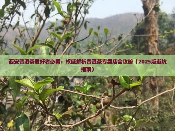 西安熟普洱茶哪里有名
