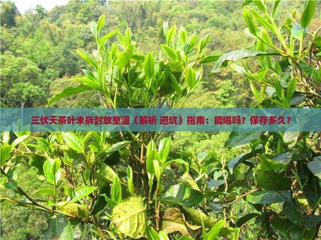 三伏天茶叶未拆封放室温