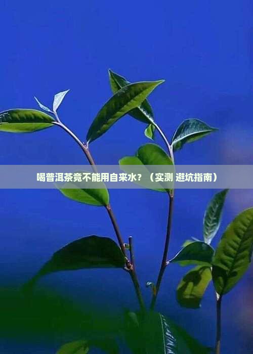 喝普洱茶能用自来水