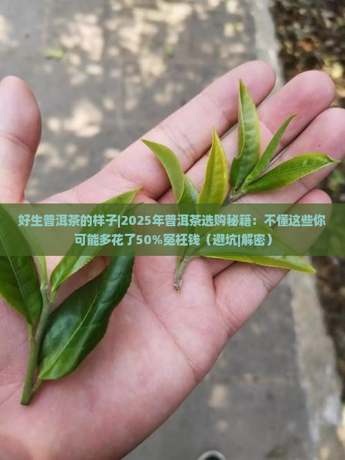 好生普洱茶的样子 好生普洱茶的样子
