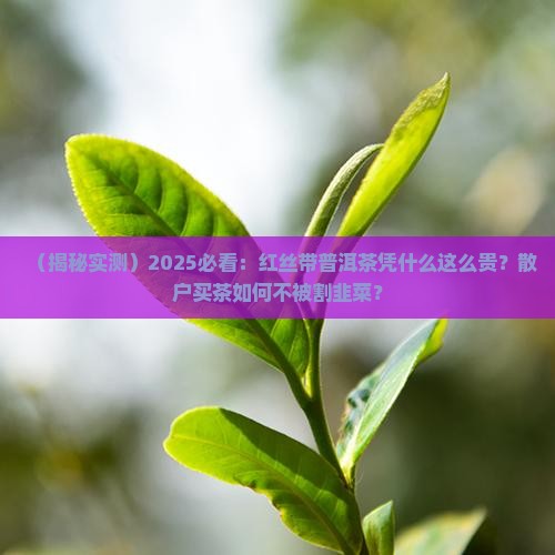 红丝带普洱茶为什么这么贵