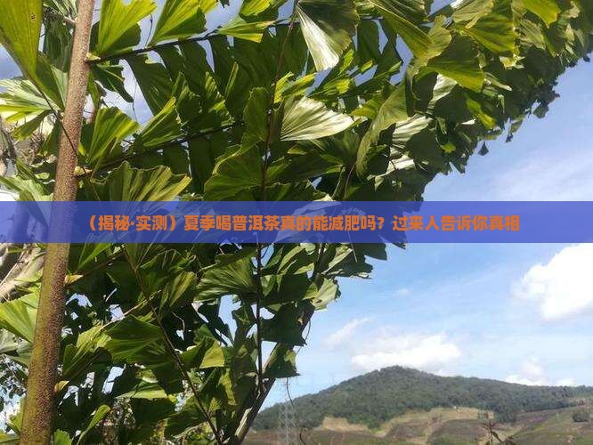 夏季喝普洱茶能减肥吗