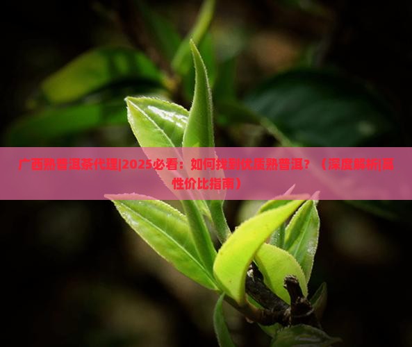 广西熟普洱茶代理