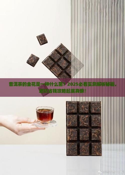 普洱茶的金花是一种什么菌